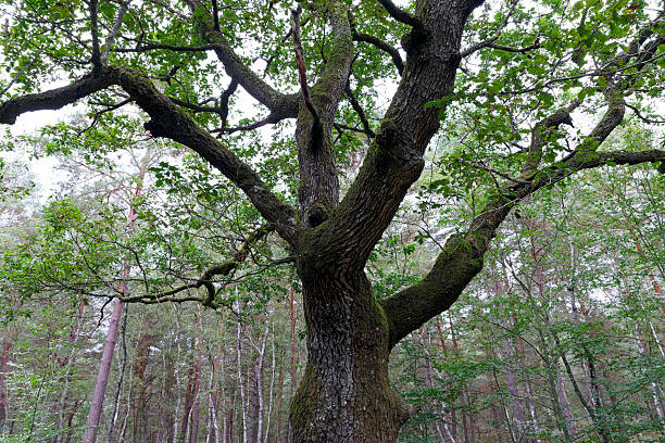 istock oak tree in Fontainebleau forest 614048514
