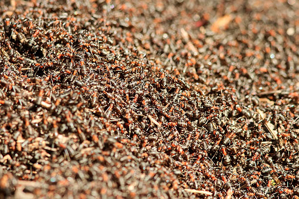 istock bunch of red insects crawling in the anthill 614048618