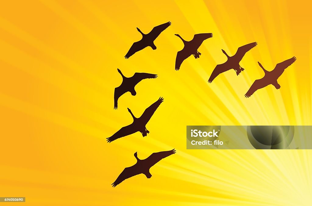 Geese Flying in Formation Geese silhouettes flying in a V formation. EPS 10 file. Transparency effects used on highlight elements. Birds Flying in V-Formation stock vector