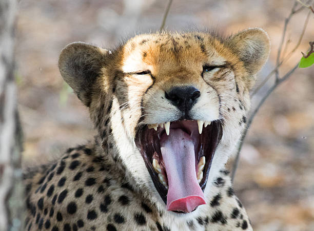 istock Wildl Cheetah yawning 614051574
