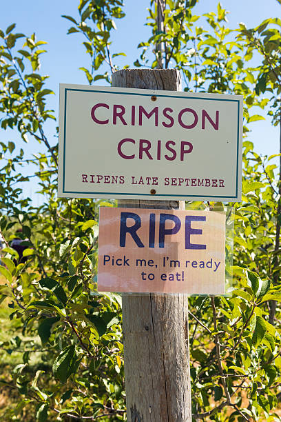istock Ripe apples sign at the apple orchard 614051716