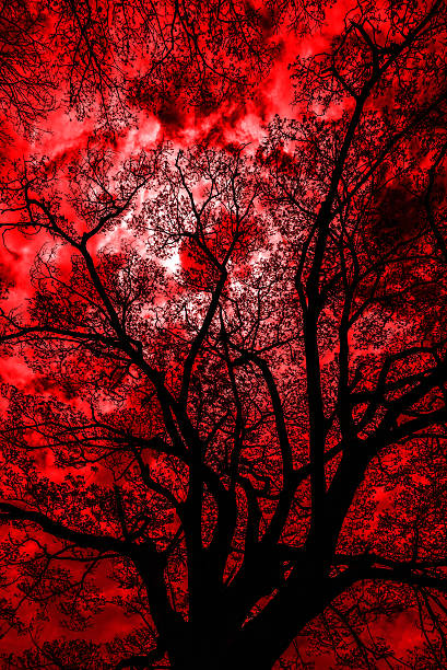 istock Halloween background.Dead tree branches in the park.Silhouette o 614053308