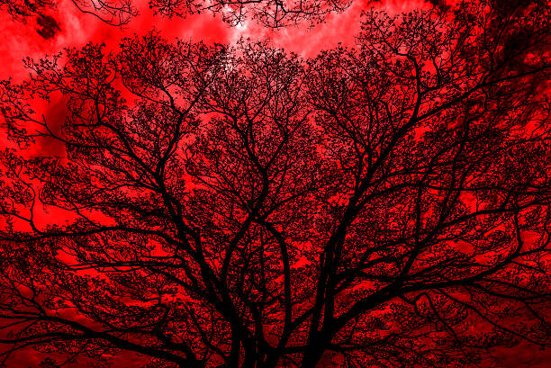 istock Halloween background.Dead tree branches in the park.Silhouette o 614053796