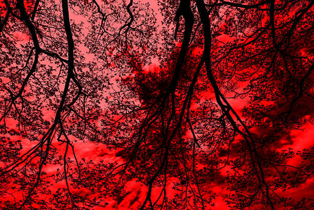 istock Halloween background.Dead tree branches in the park.Silhouette o 614054288