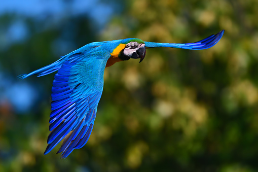 close-up of a flying blue and yellow macaw also known as blue and gold macaw