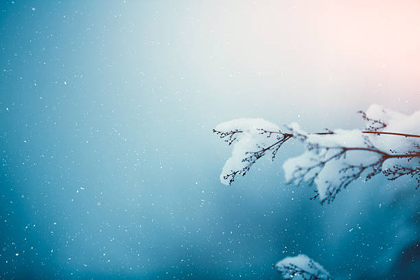 冬のブランチ - frozen branches ストックフォトと画像