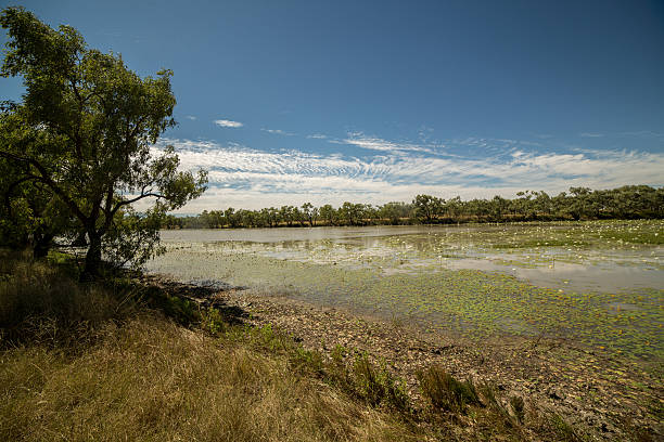 istock Beautiful white Lily flowers on a billabong 614056824
