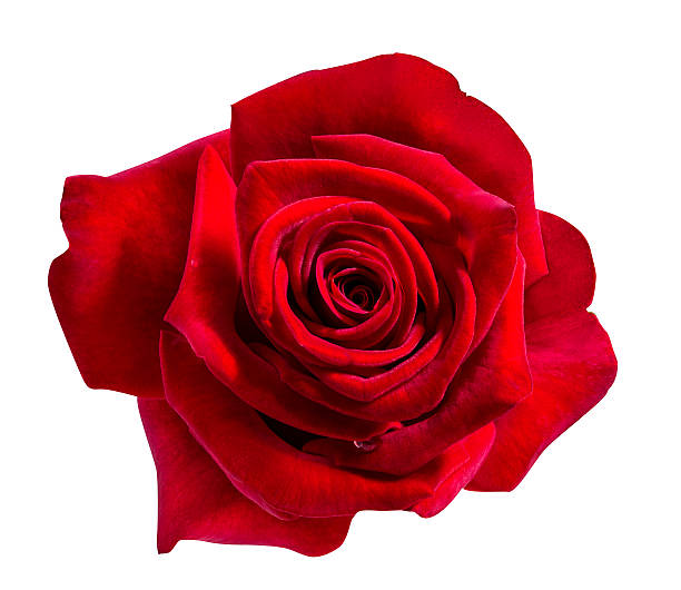 istock Red rose isolated on the white 614056994