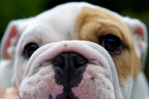 Close up of Bull dog puppy