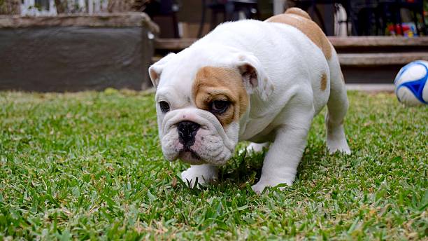 istock Bull dog puppy sad face 614057838