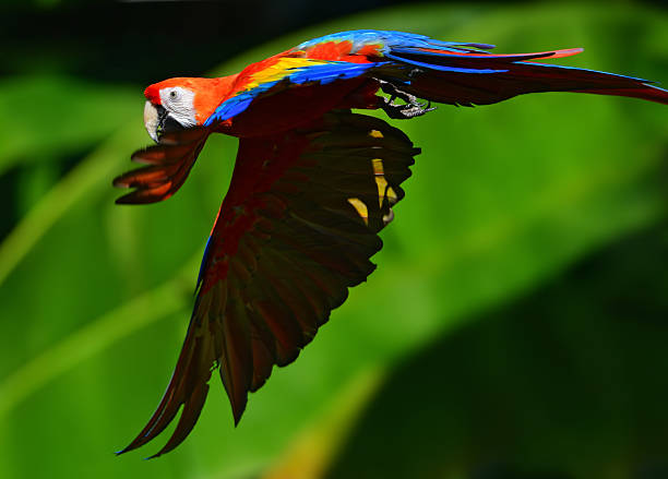 istock Scarlet macaw flying in nature 614057922