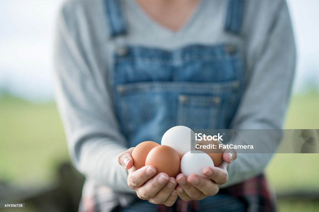 Fresh Eggs A farmer is showing off chicken eggs from her farm. She stands with them in her hands and a field in the background. Egg - Food Stock Photo