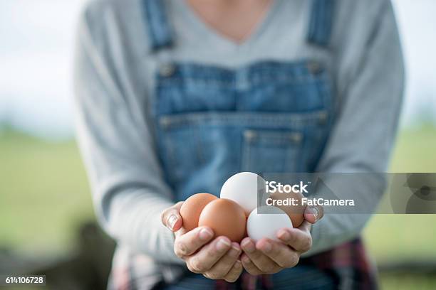 Fresh Eggs Stock Photo - Download Image Now - Egg - Food, Chicken - Bird, Farmer