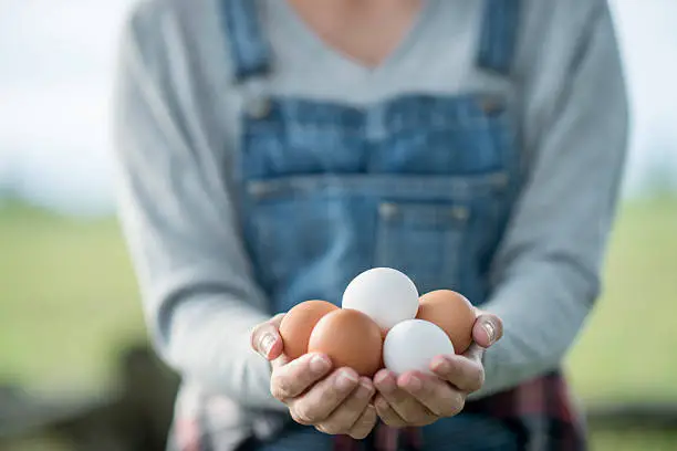 A farmer is showing off chicken eggs from her farm. She stands with them in her hands and a field in the background.