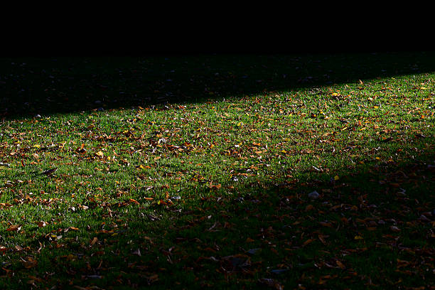 A pile of fallen leaves