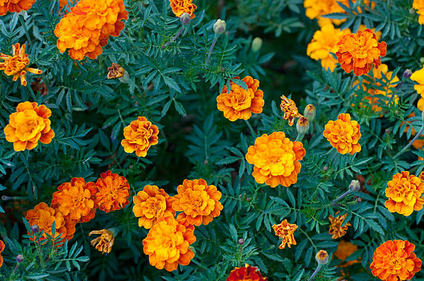 Pattern of orange flowers tagetes between green leaves Pattern of orange, red flowers tagetes maigold between green leaves. Top view yellow marigold stock pictures, royalty-free photos & images
