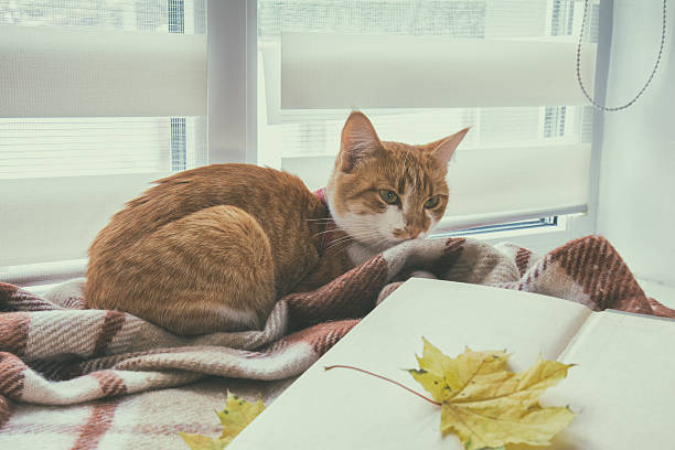 istock Book with autumn yellow leaf and red-white cat 614109272