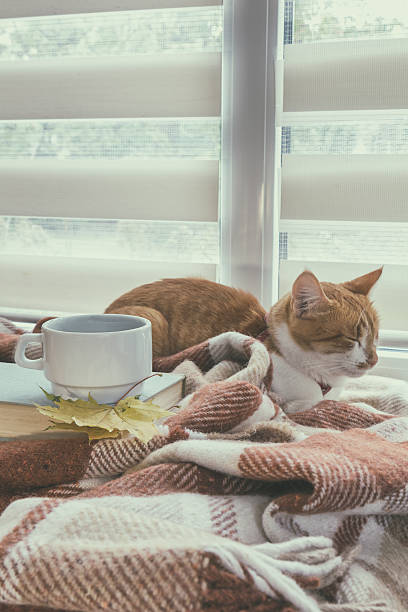istock Cup of coffee, book and red-white cat 614109396
