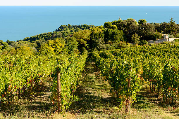 istock Vineyard in Conero Natural Park 614109434