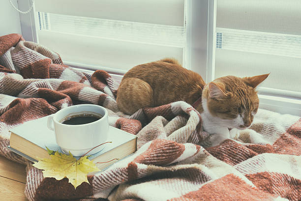Cup of coffee, book with autumn yellow leaf and red-white cat surrounded wool blanket on windowsill