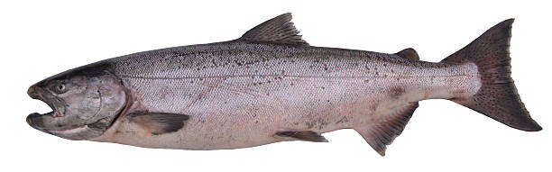 istock King salmon, Alaska, USA 614109586