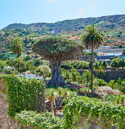 Drago milenario in Tenerife, giant Dracaena in Canary Islands.