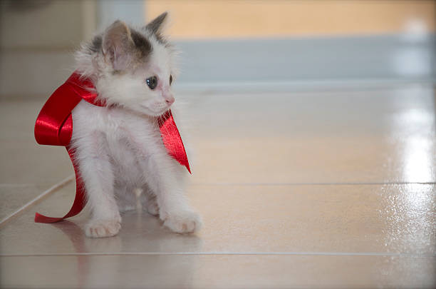 istock Gray and White Kitty With a Red Bow 614111858