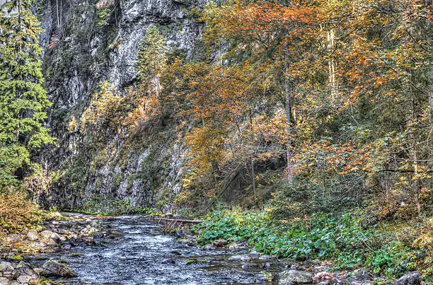 Photo of Autumn colors in the mountain forest.HDR color photo