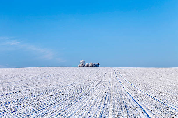 white icy trees in harmonic snow covered landscape