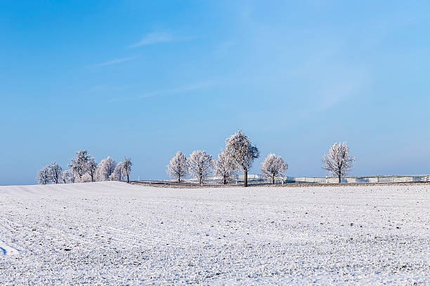 istock white icy trees in snow covered landscape 614112306