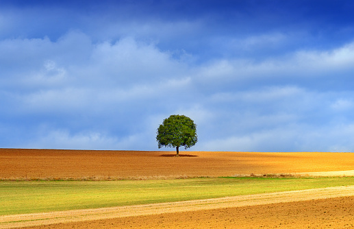 a single tree on a meadow in germany