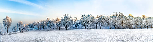 istock white icy trees in snow covered landscape 614112744