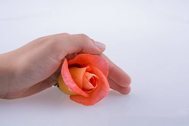 Hand holding a rose