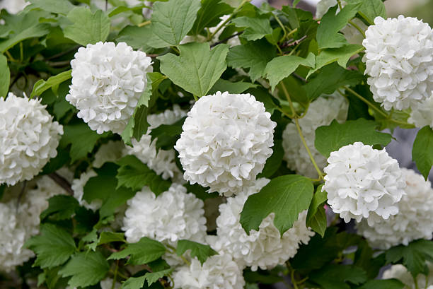 istock Ball inflorescence. Viburnum bush, white flowers 614113316
