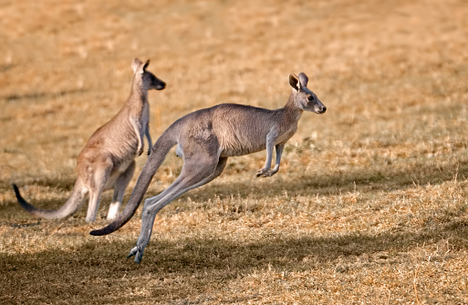 red kangaroos in nature, one of them is jumping