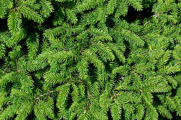 sapin de noël de branches - pine needle photos et images de collection