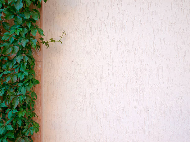 istock background texture from a white wall with  green plants 614114424