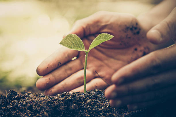 Protect nature hand of a farmer nurturing a young green plant with natural green background / Protect and love nature concept hands holding plant soil stock pictures, royalty-free photos & images