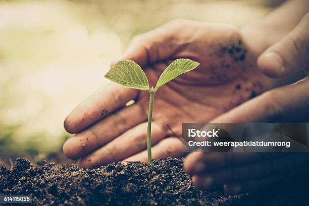 Protect Nature Stock Photo - Download Image Now - Plant, Tree, Seed