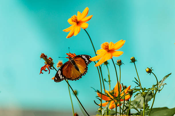 istock Closeup butterfly on flower (Common tiger butterfly) 614115330