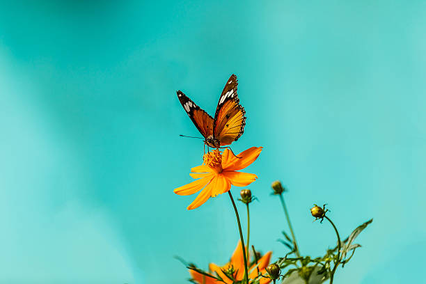istock Closeup butterfly on flower (Common tiger butterfly) 614116914