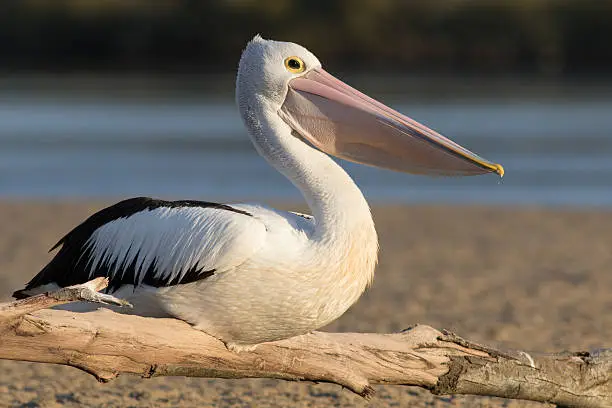 Australian pelican (Pelecanus conspicillatus) roosting on driftwood