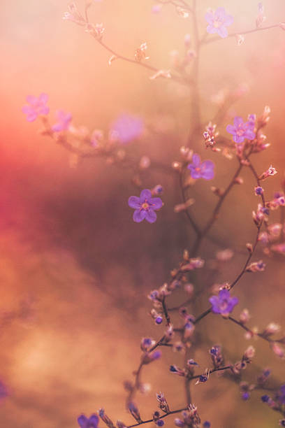 istock Statice sea lavender flowers on growing bush in warm sunlight 614117942