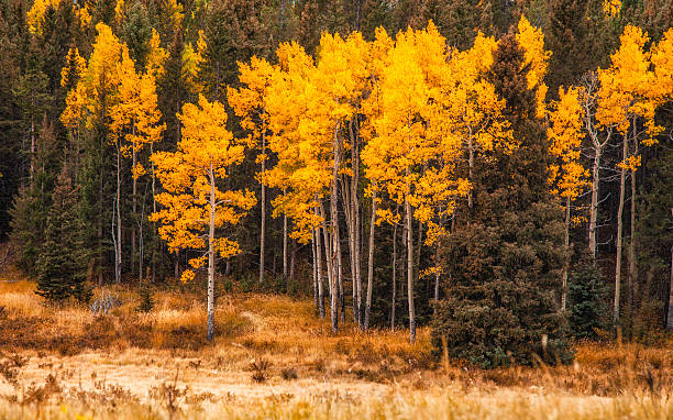 istock Aspen trees in soft autumnal sunlight with copyspace 614118136