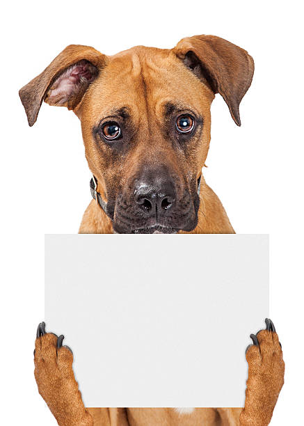 istock Sad Dog Holding Blank Sign 614119692