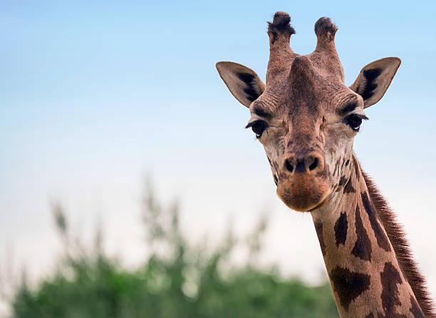 istock Portrait of a giraffe 614120456