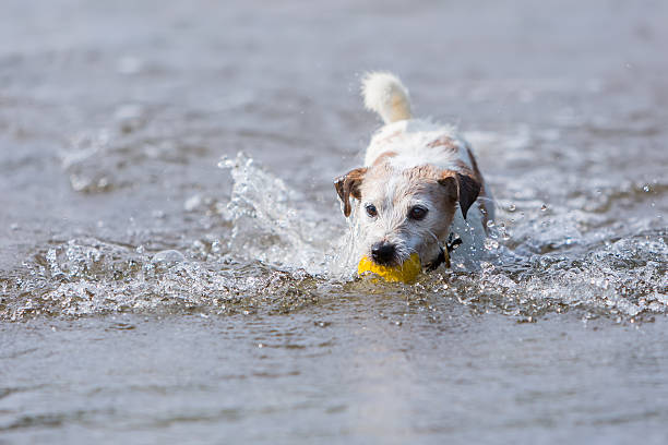 istock Parson Russell Terrier plays with a ball in a river 614120606