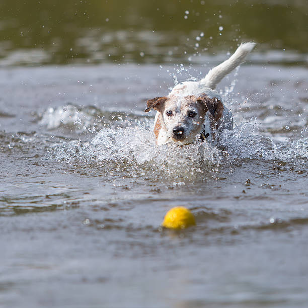 istock Parson Russell Terrier plays with a ball in a river 614120624