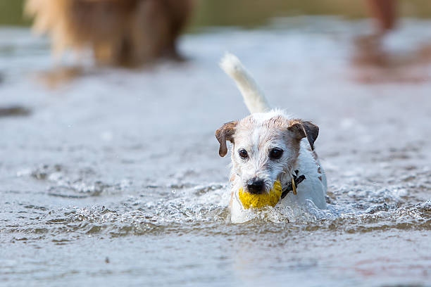 istock Parson Russell Terrier plays with a ball in a river 614120648