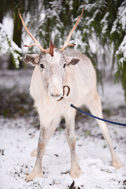 istock The portrait of reindeer 614120704